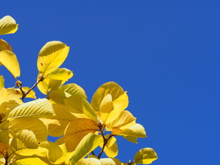 ハクウンボクの黄葉