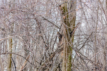Fototapeta premium Long eared owl perched resting in deep midwinter, Quebec, Canada.