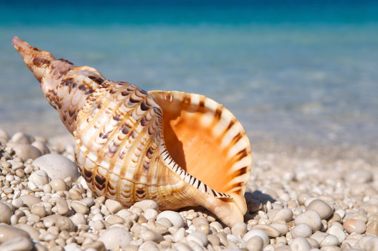 Orange triton shell with strong tiger markings standing upright on bright smooth pebble Mediterranean beach