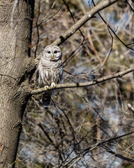 Long eared owl perched resting in deep midwinter, Quebec, Canada.
