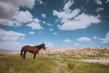 One horse over Cappadocia summer landscape, blue sky, Turkey