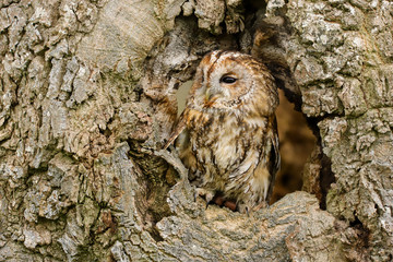 Tawny Owl (strix aluco) sitting on an old rotten oak tree.  Taken in the mid Wales countryside UK