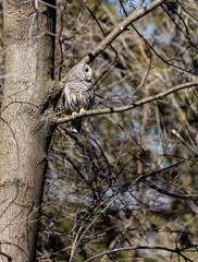 Long eared owl perched resting in deep midwinter, Quebec, Canada.