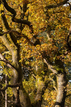 Tree In Autumn In The Brecon Beacons National Park, Wales. November 2019.