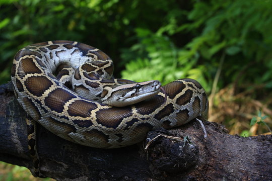 Burmese Python (Python molurus bivittatus) on a tree