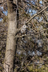 Long eared owl perched resting in deep midwinter, Quebec, Canada.