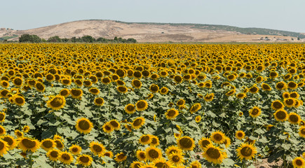 Obraz premium sunflowers and her field