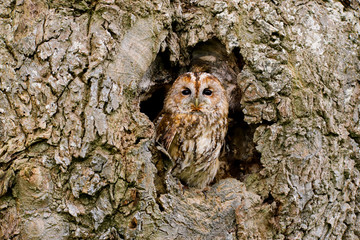 Tawny Owl (strix aluco) sitting on an old rotten oak tree.  Taken in the mid Wales countryside UK