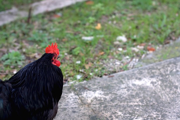 Black free range rooster in a garden. Selective focus.