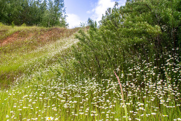 Field of white daisies in Russia