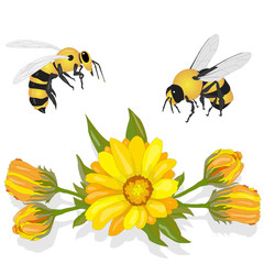 Beautiful blossoming yellow marigold with honey bee on white background. Calendula officinalis. Vector illustration...