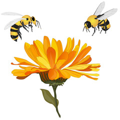 Beautiful blossoming yellow marigold with honey bee on white background. Calendula officinalis. Vector illustration... - obrazy, fototapety, plakaty