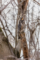 Long eared owl perched resting in deep midwinter, Quebec, Canada.