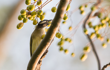 A light vented Bulbul eating berries