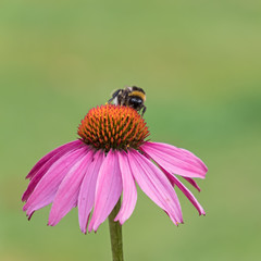 Nahaufnahme einer Hummel auf der Blüte eines roten Sonnenhuts