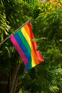 Bright sunny view of gay pride rainbow flag hanging between palm trees and tropical greenery in Key West, Florida, USA