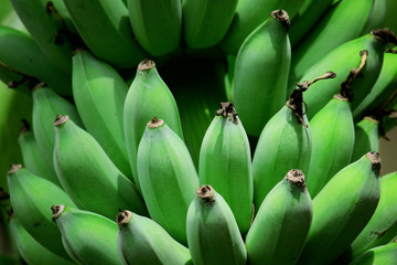 green banana - fresh green banana on a tree © Eksapedia