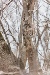 Long eared owl perched resting in deep midwinter, Quebec, Canada.