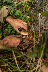 Picking up mushrooms at the bottom of a tree with a knife