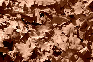 Dry leaves lit by the sun in the autumn forest close up. Autumn background brown color toned
