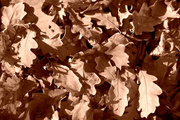 Dry leaves lit by the sun in the autumn forest close up. Autumn background brown color toned