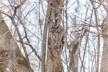 Long eared owl perched resting in deep midwinter, Quebec, Canada.