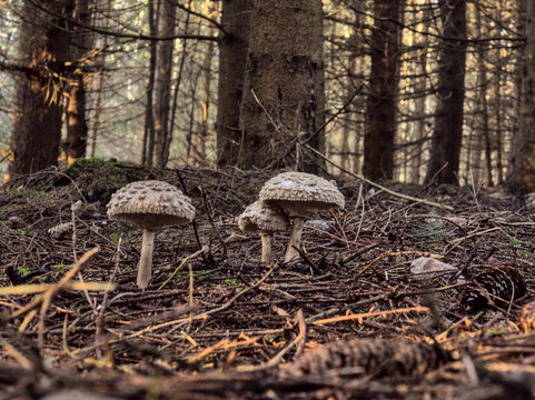 Pilze im Wald vor Bäumen mit Sonnenstrahlen im Hintergrund