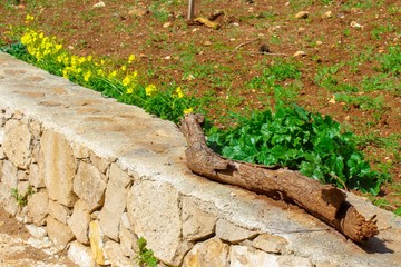 legno