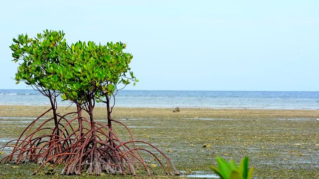Mangrove Trees On land During Low Tide, Philippines