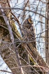 Long eared owl perched resting in deep midwinter, Quebec, Canada.