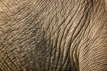 African bush elephant in Kruger National park, South Africa