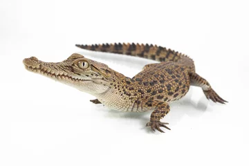 Fototapeten A baby Saltwater crocodile (Crocodylus porosus) isolated on white background © dwi