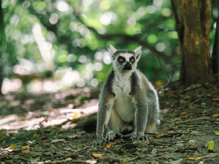Lemur catta