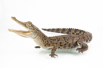 A baby Saltwater crocodile (Crocodylus porosus) isolated on white background