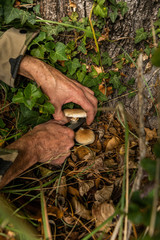 Picking up mushrooms at the bottom of a tree with a knife