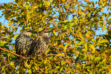 Two starlings Sturnus vulgaris sitting on a twig. Camouflaged between leaves of tree.