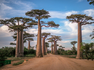 Fototapeta na wymiar Baobabs