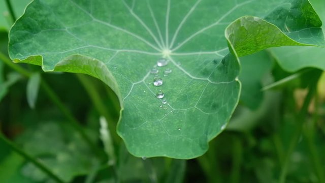 Beautiful dew drops inside large green leaf in slow motion