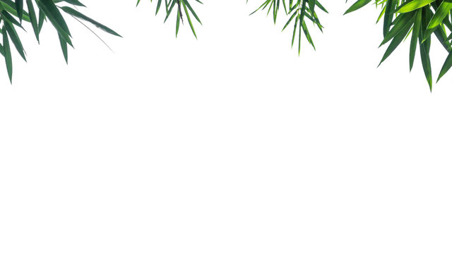 bamboo leaves isolated on white background.
