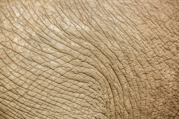 African bush elephant in Kruger National park, South Africa