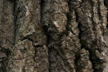 bark of tree