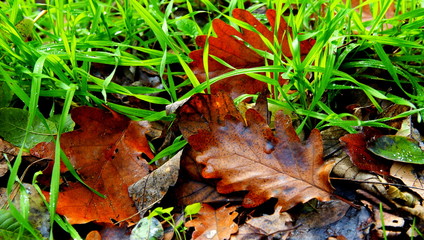 Oak's leaf