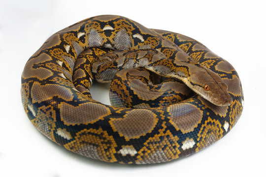 Reticulated Python (Python reticulatus) isolated on white background.