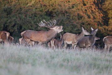 Red deer - Rutting season