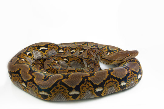 Reticulated Python (Python reticulatus) isolated on white background.