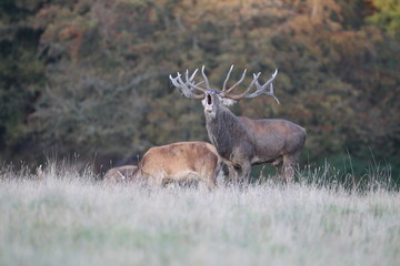 Red deer - Rutting season