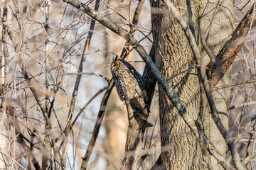 Long eared owl perched resting in deep midwinter, Quebec, Canada.