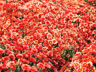 Composition of red flowers, close-up, background image, screen saver. 