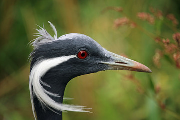 Demoiselle crane head and neck