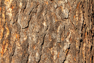 Natural texture of larch tree bark. wood background